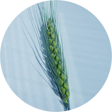 大数据智能育种系统