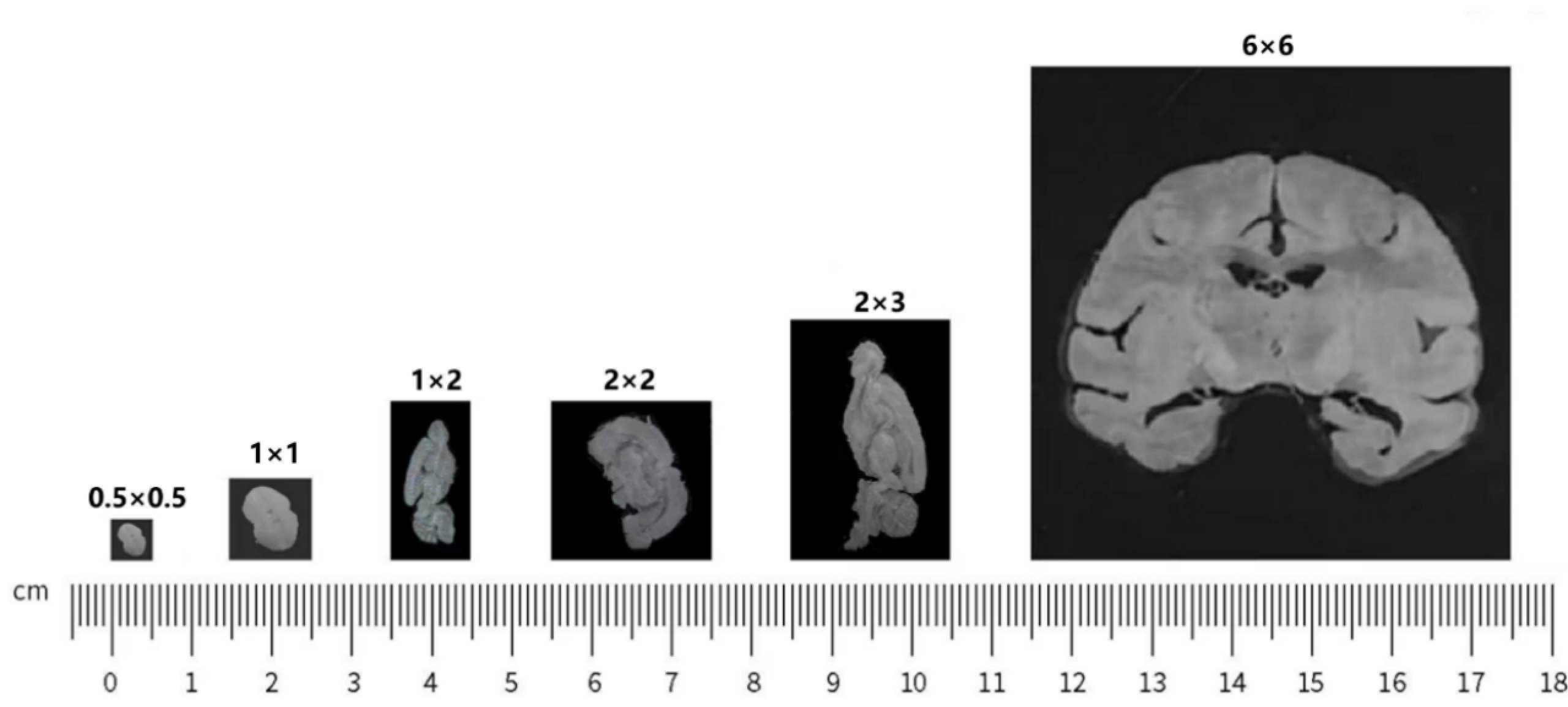 厘米级全景视场